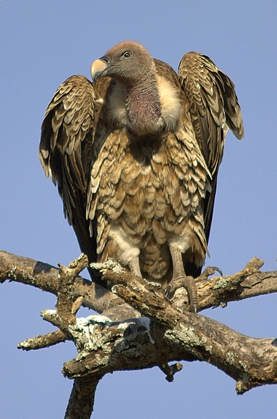 Illustration for article titled This Bird is the Highest Flier in the World. Â Guess How We Found That Out.